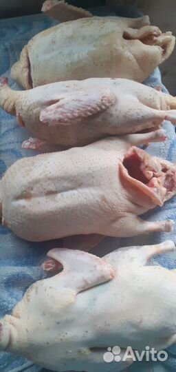 Утки шипуны