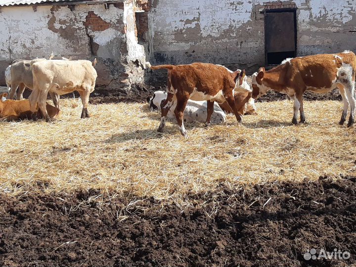 Телята бычки, телки