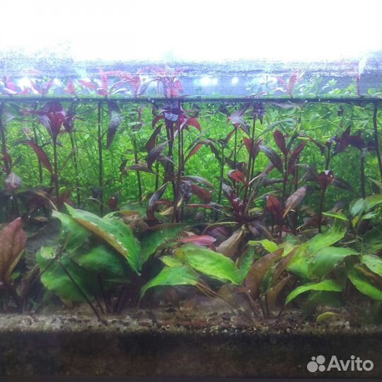 Аквариумные растения