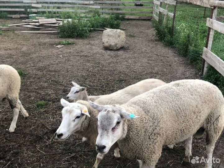 Баран тексель