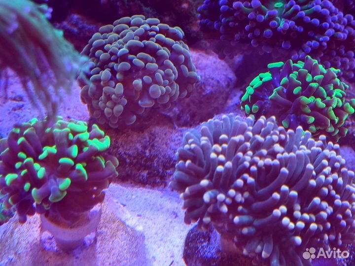 Эуфилии - морской коралл