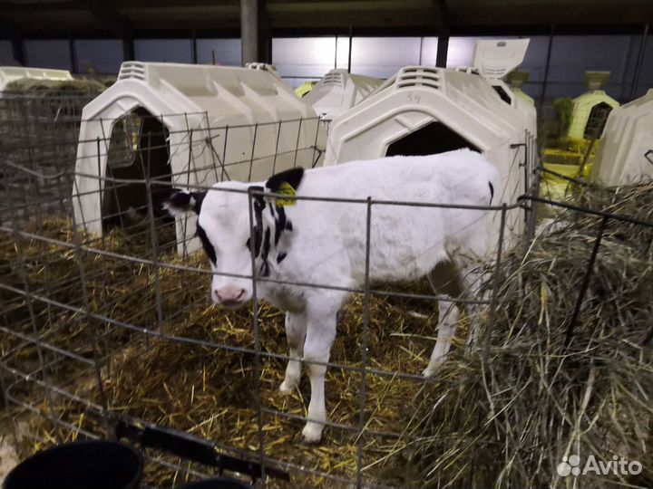 Телята Бычки Отпоенные мясные