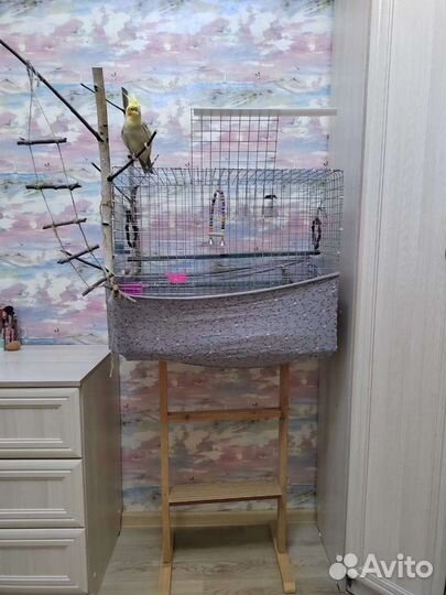 Попугай корелла, девочка с клеткой. Цена 6000 торг