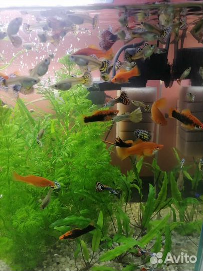 Аквариумные рыбки
