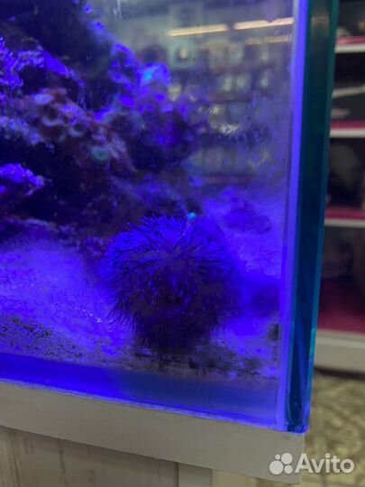 Рыбка клоун, Морской ёж фиолетовый