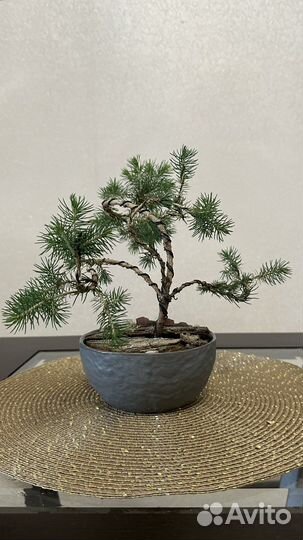 Дерево бонсай ель