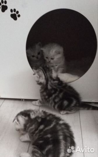 Шотландская