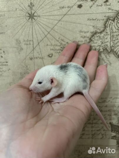 Ручные крысята Дамбо Айвори,хаски,Black