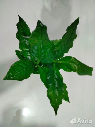 Кофе арабика растение