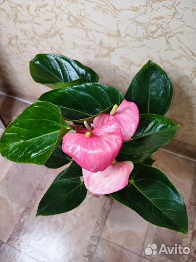 Антуриум розовый