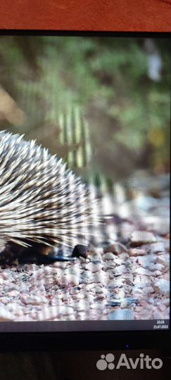 Монитор asus va27dq с полосой