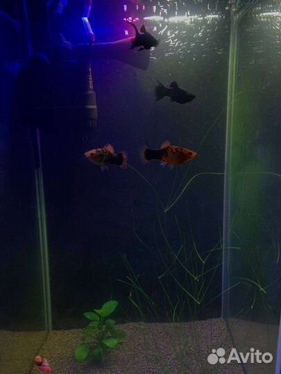 Аквариумное растение, рыбки Пецилии Молинезии