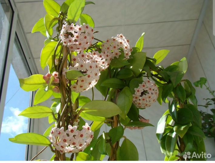 Бугенвиллия махровая и другие цветы