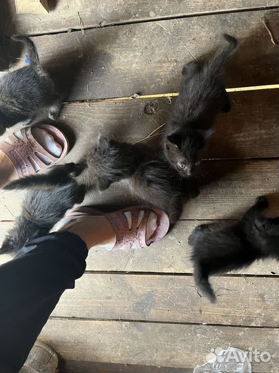 Обычные котята