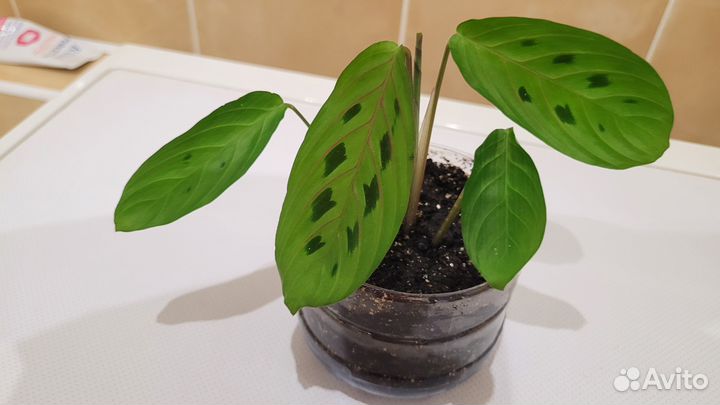 Маранта цветок