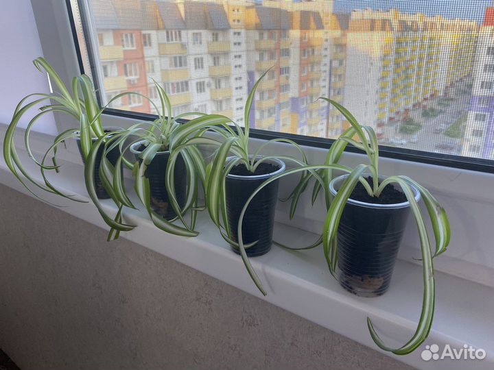 Хлорофитум