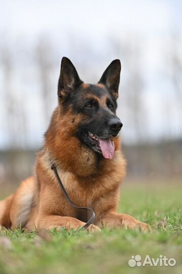 Немецкая овчарка щенки