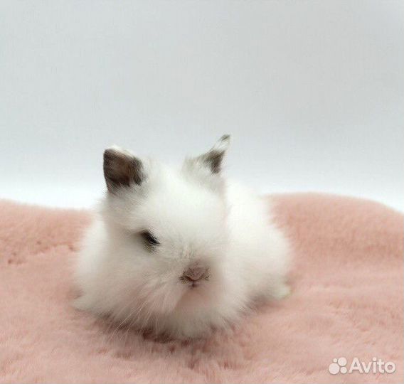 Декоративные Карликовые Кролики