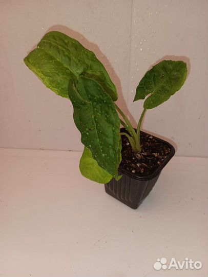 Сингониумы