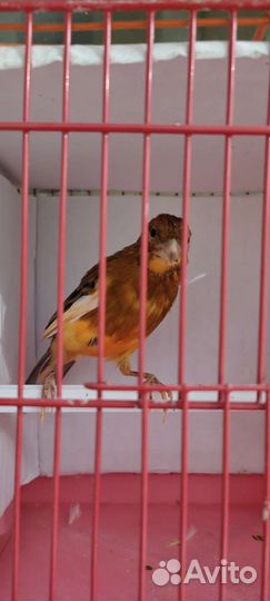 Продается Кенар поющий