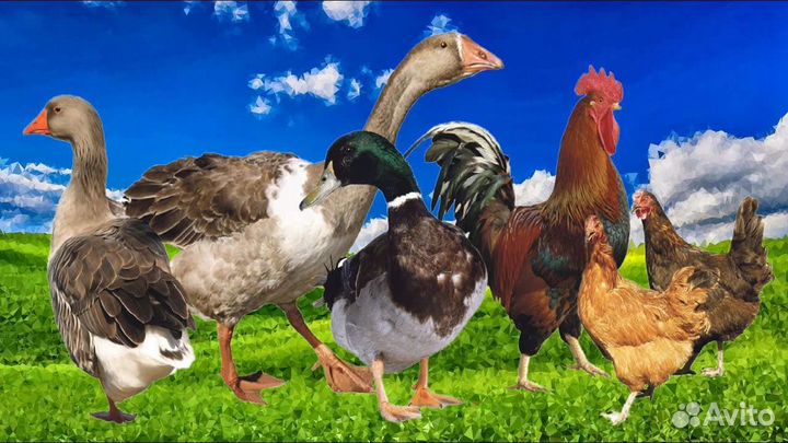 Цыплята,утята,гуси