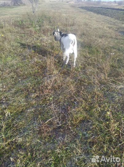 Молодой козел