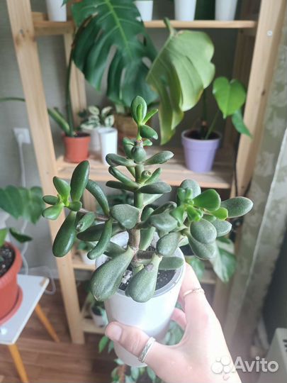 Толстянка Крассула хоббит