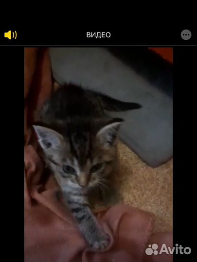 Котенок мальчик в добрые руки приучен к лотку
