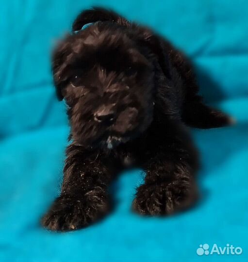 Детки большой любви