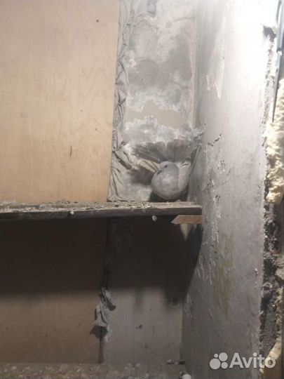 Голуби павлины