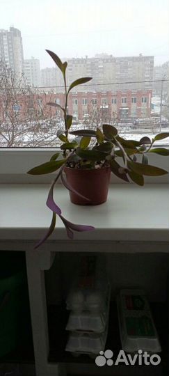 Сеткреазия пурпурная. Традесканция фиолетовая