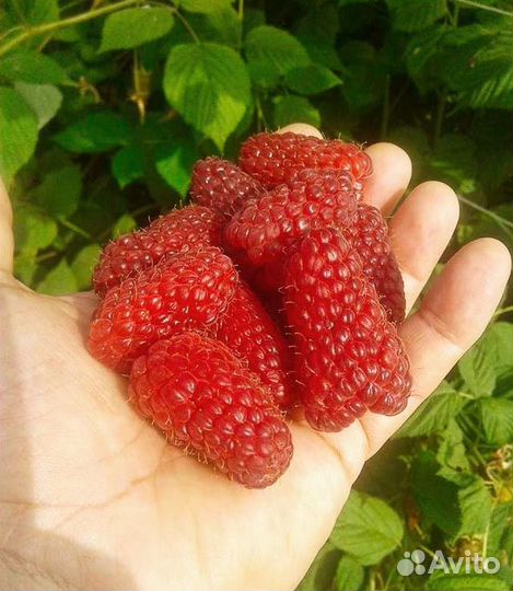 Саженцы малины