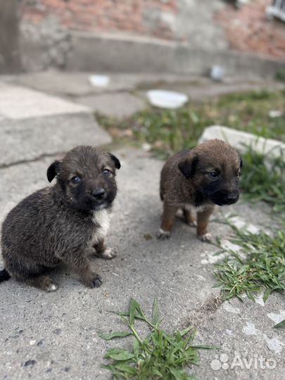 Щенок в добрые руки бесплатно