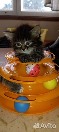 Кошка в дар