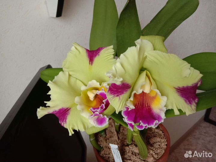 Blc.Hwa Yuan Grace 