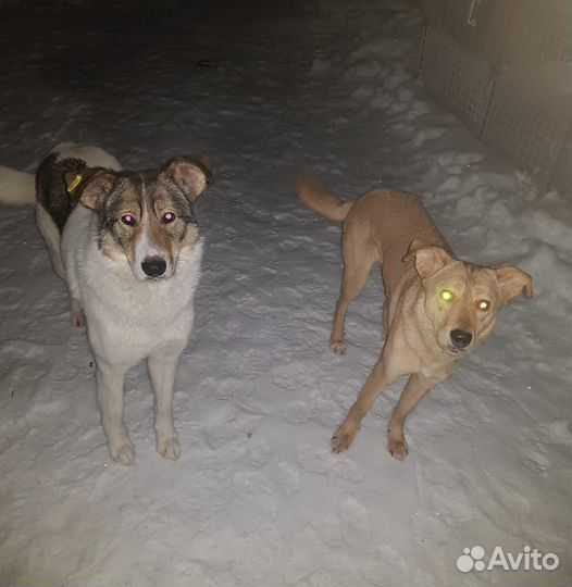 Собака в добрые руки