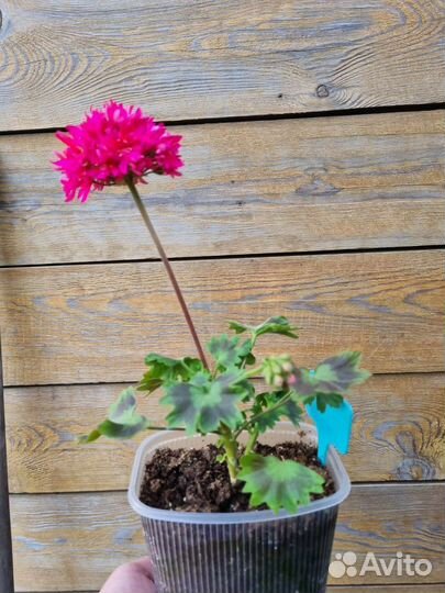 Пеларгония