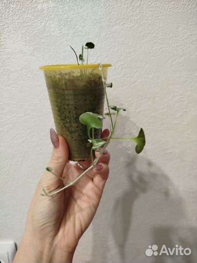 Дихондра серебристая