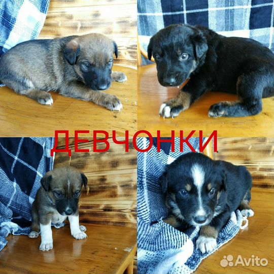 Щенок в добрые руки