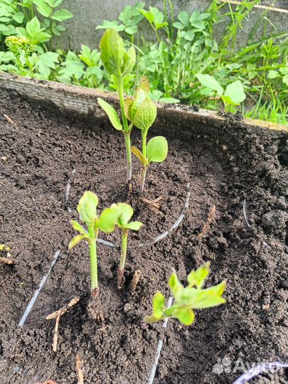 Весенние многолетние цветы