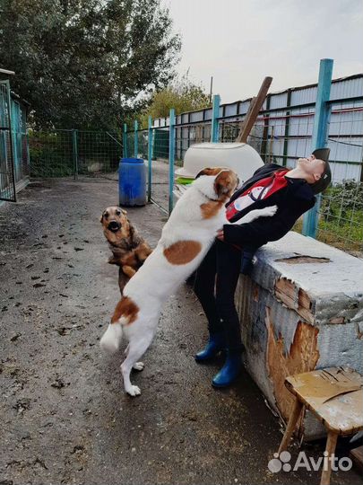 Собаки ждут прогулок