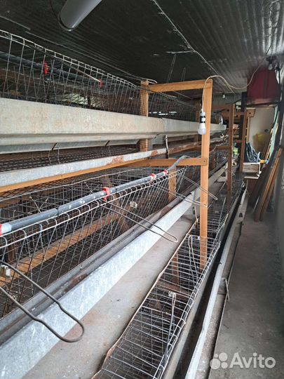 Насесты, клетки для кур