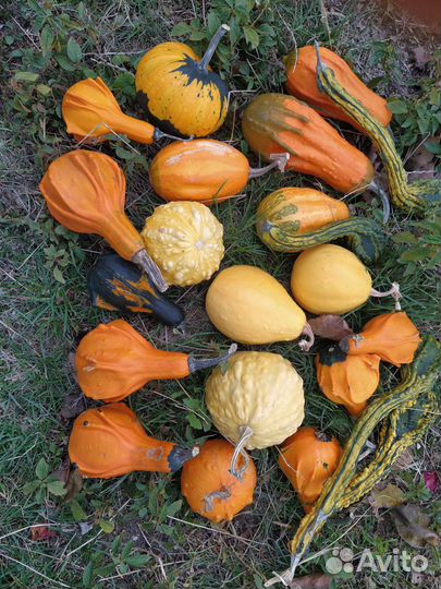 Тыква декоративная