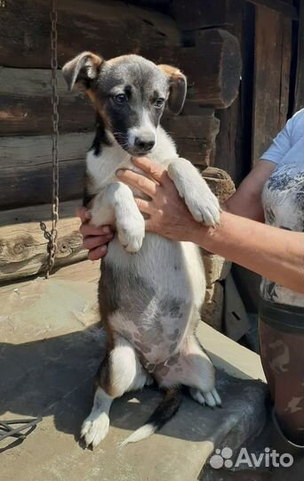 Щенки в добрые руки