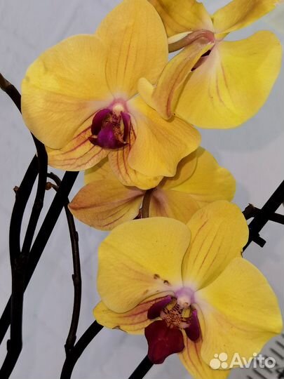 Азиат, Орхидея Sin-Yaun Golden Beauty 