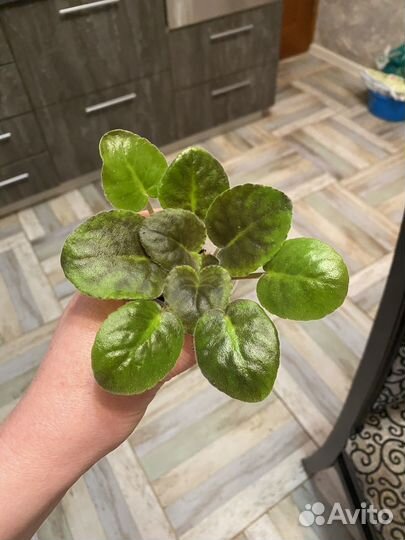 Детки сортовых фиалок