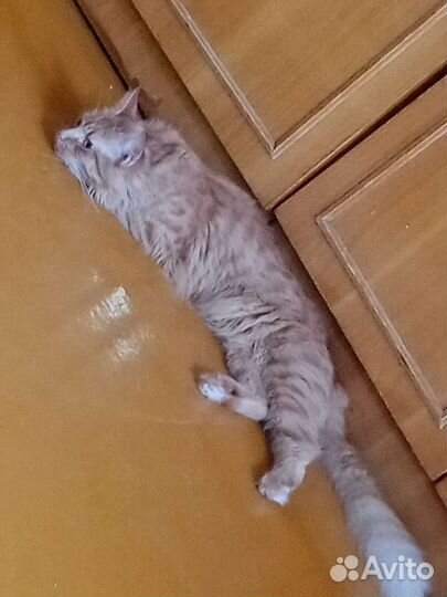 Кошка в дар