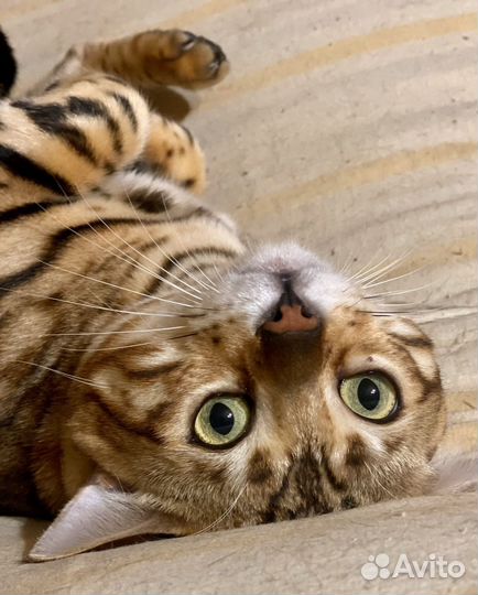 Бенгальский кот