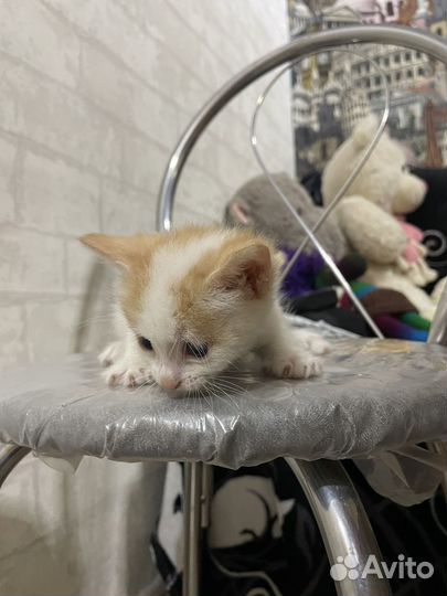 Котенок