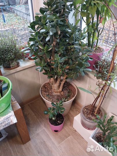 Красула или денежное дерево